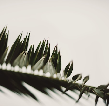 green plant in close up photography