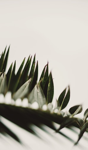 green plant in close up photography