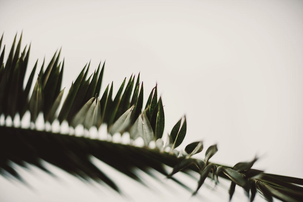 green plant in close up photography