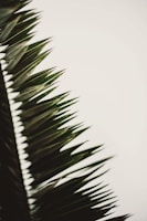 black and white leaf illustration