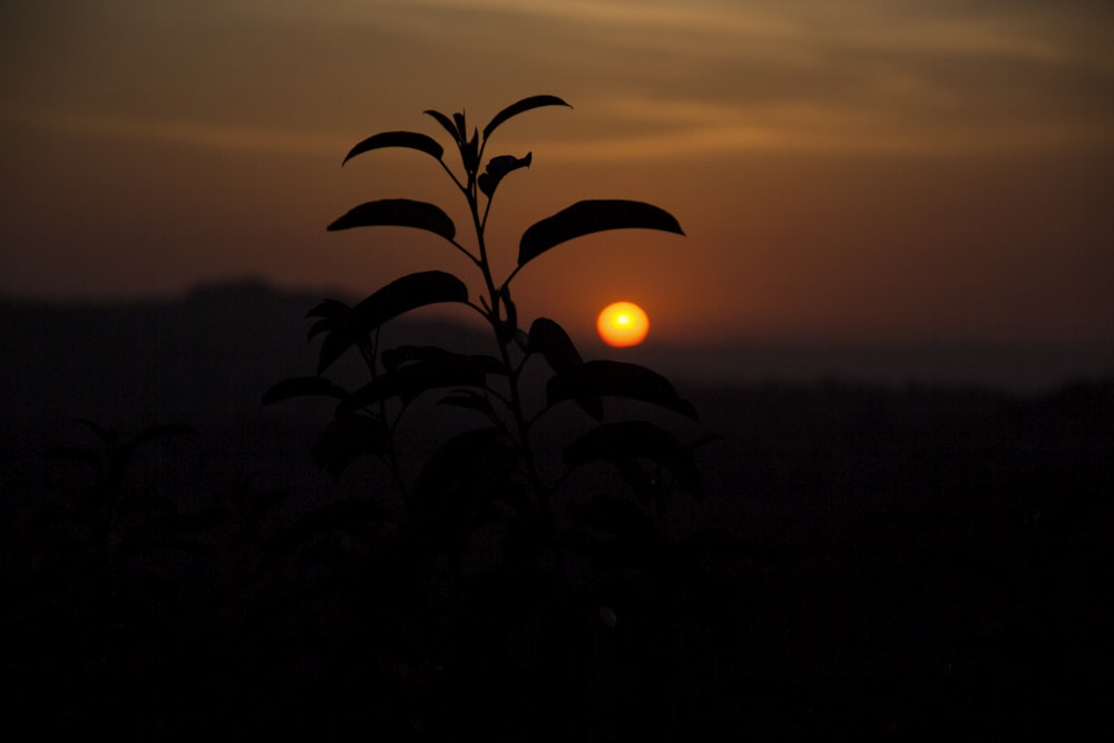 silhouette de plantes au coucher du soleil