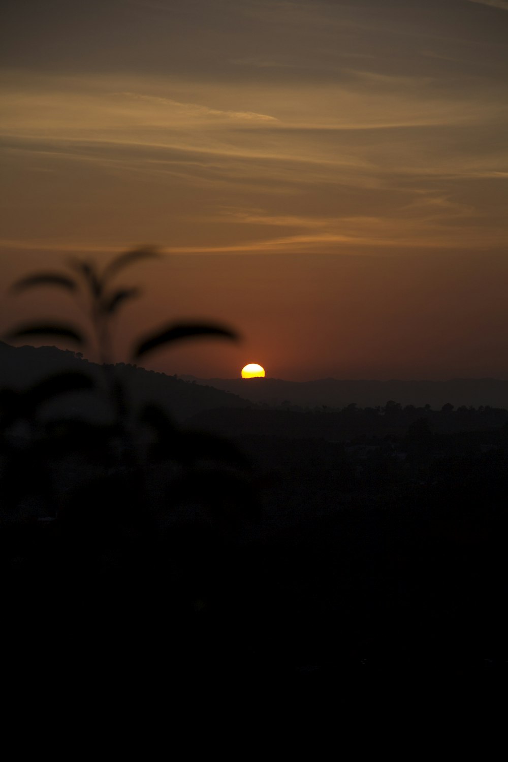 silhouette of plants during sunset