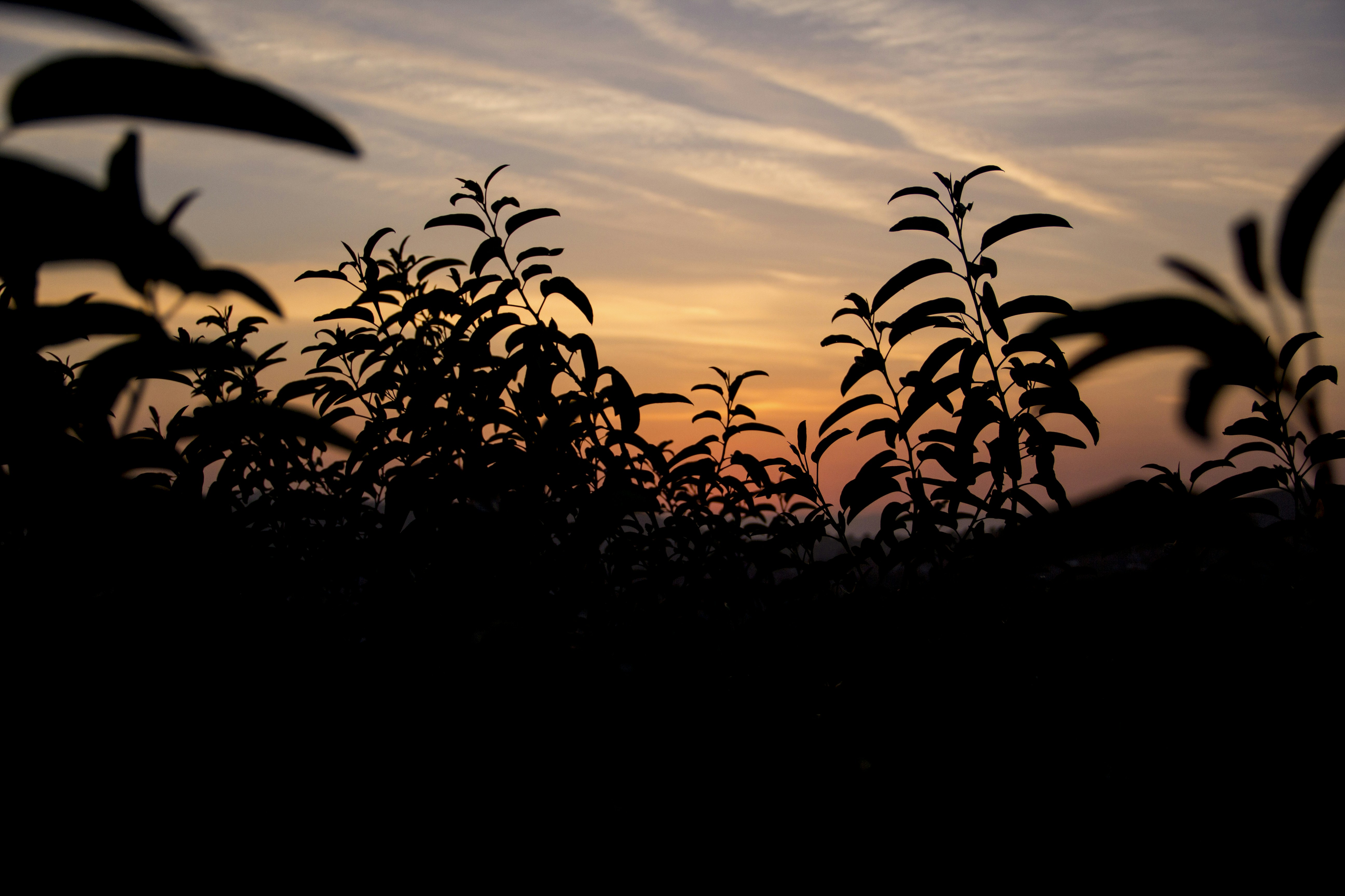 silhouette of plants during sunset