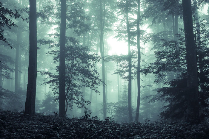 Tall trees in a foggy forest