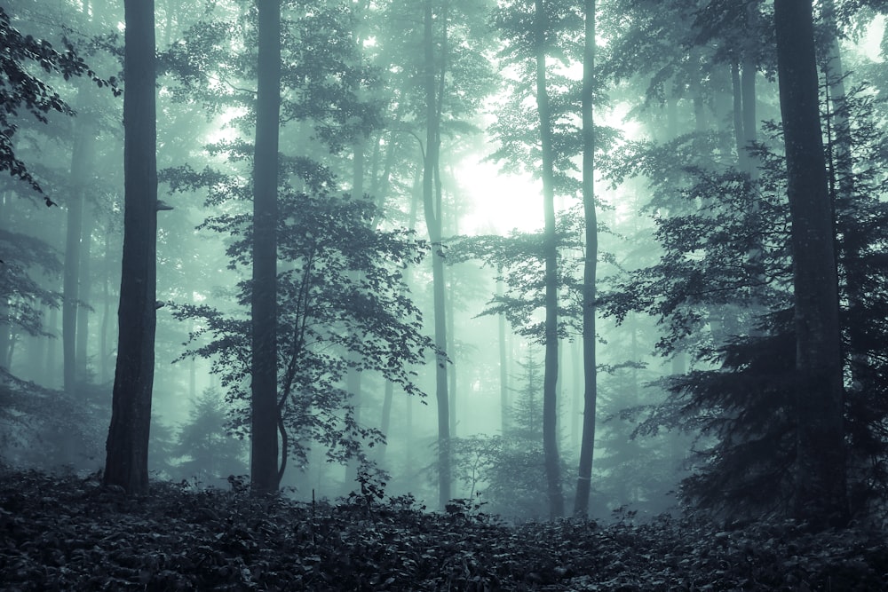 green trees in forest during daytime