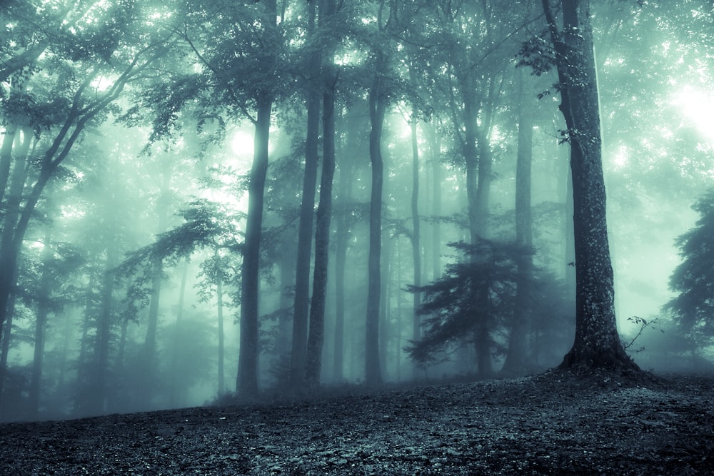 Grüne Bäume auf Wald während des Tages