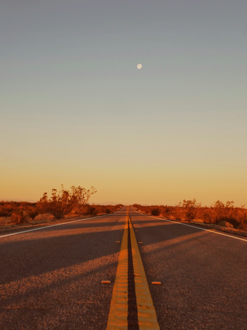 gray asphalt road between trees during daytime