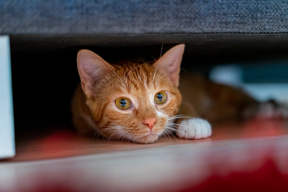 orange tabby cat lying on red textile
