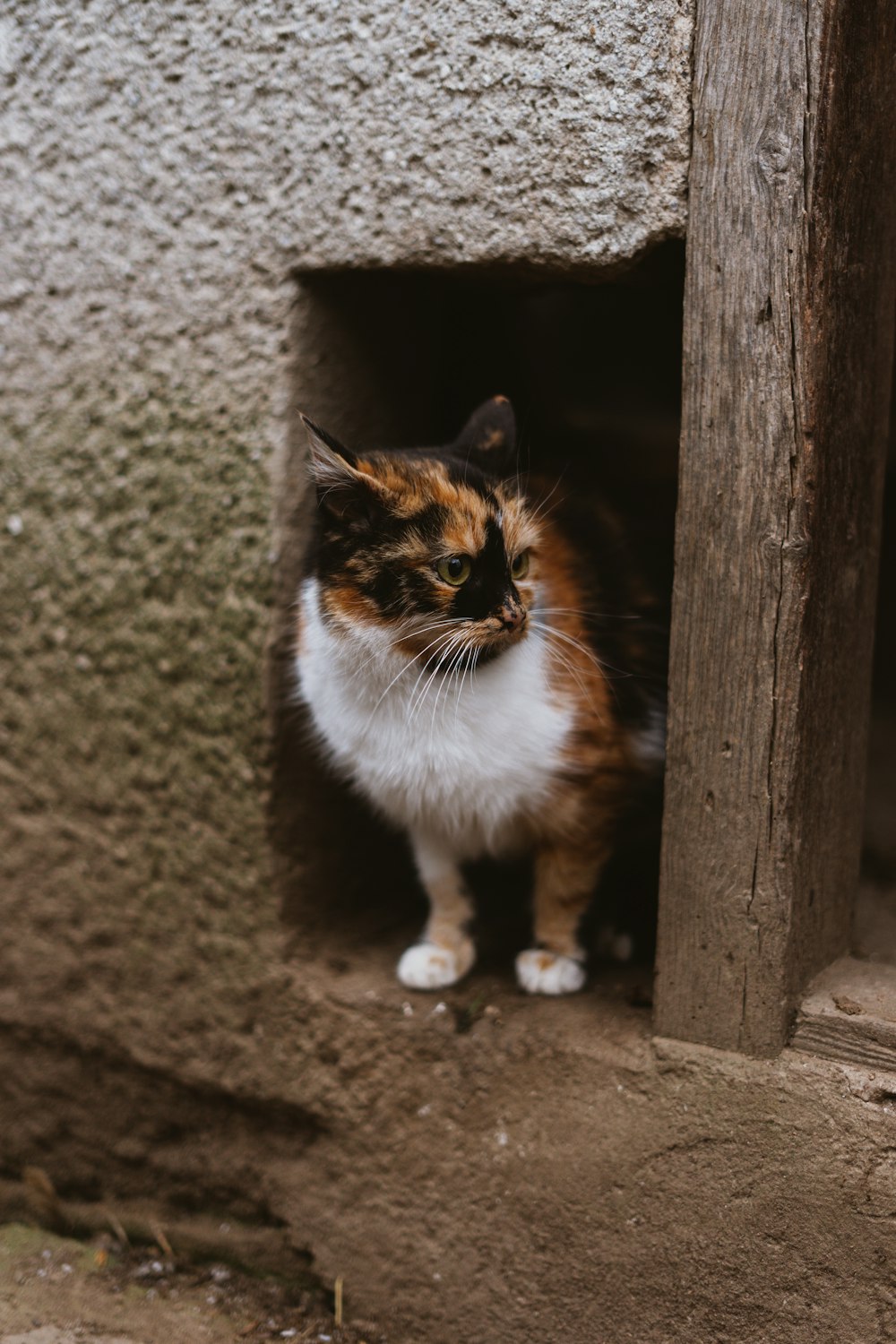 white brown and black cat on brown wooden fence