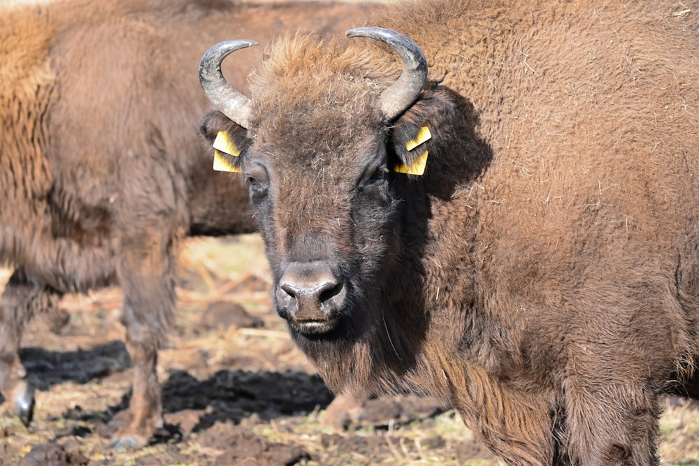 Un par de bisontes parados uno al lado del otro