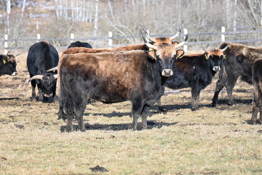 brown cow on green grass field during daytime