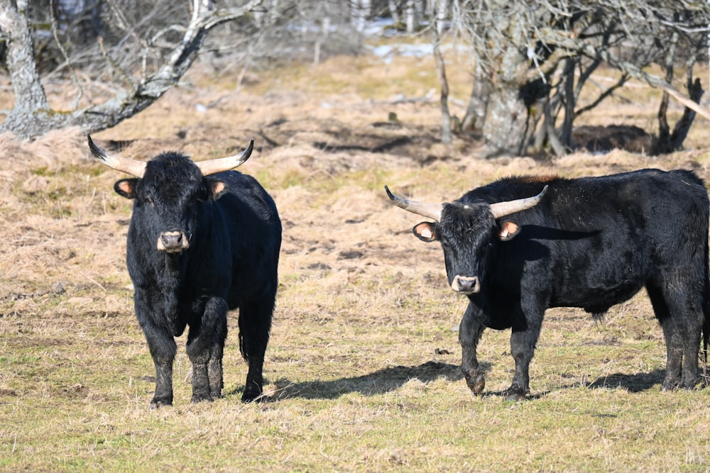 Schwarze Kuh tagsüber auf grünem Grasfeld