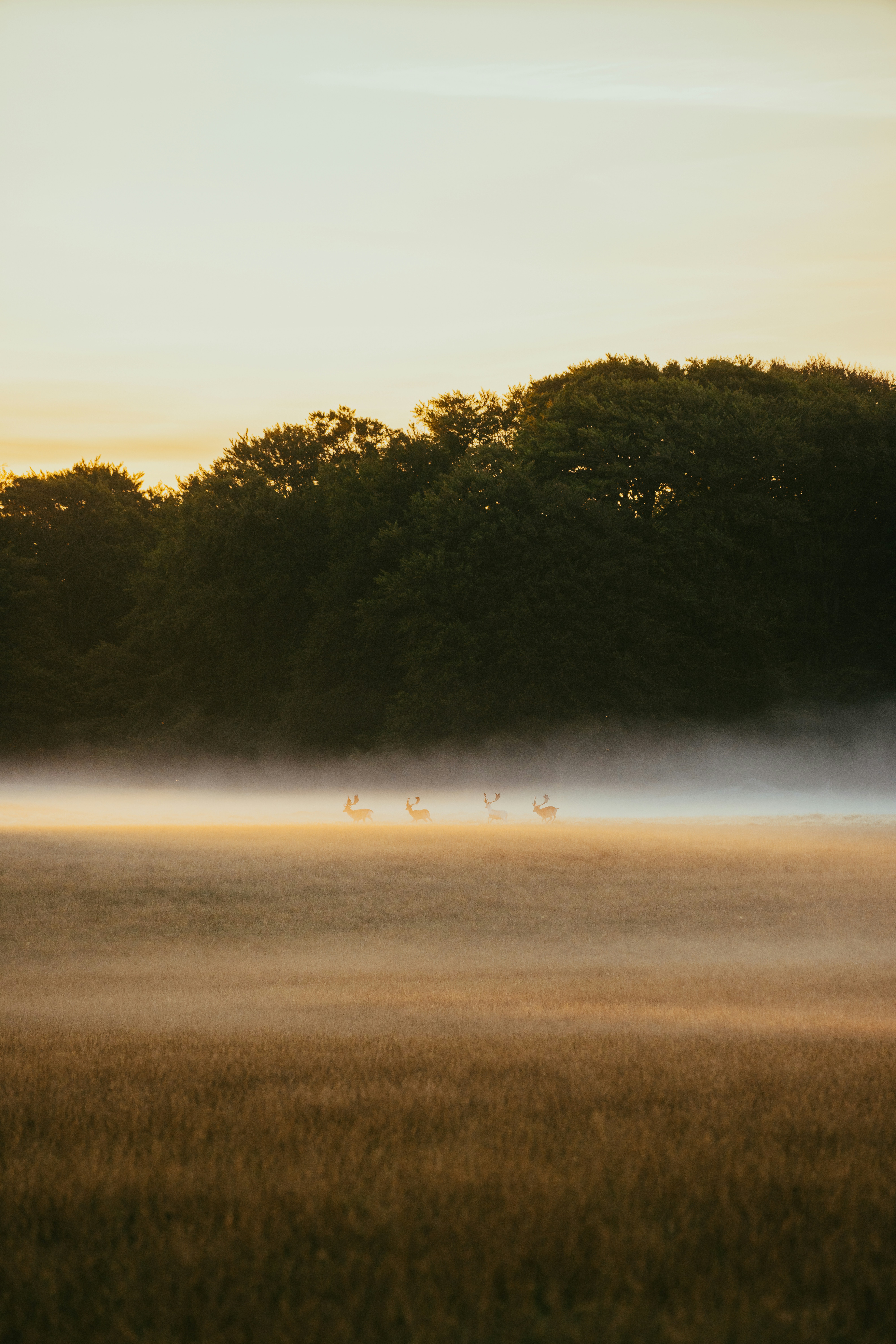 Photo by andreasdress