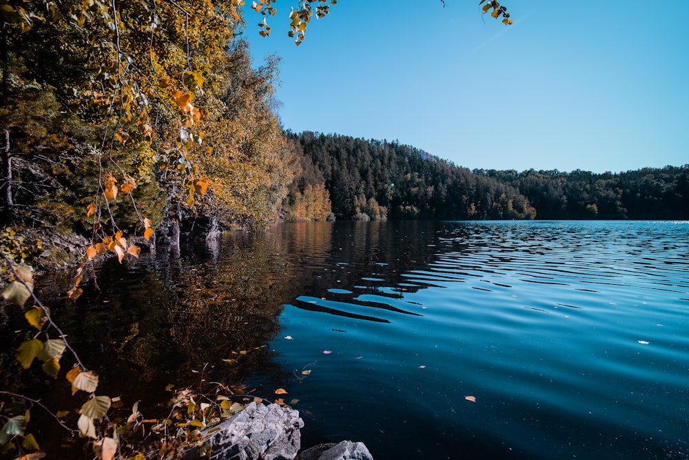 body of water near trees during daytime