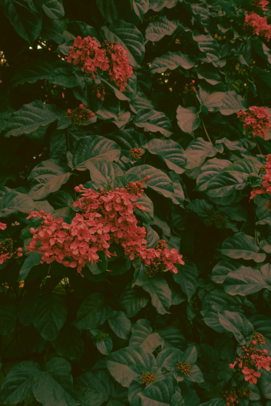 red flowers with green leaves