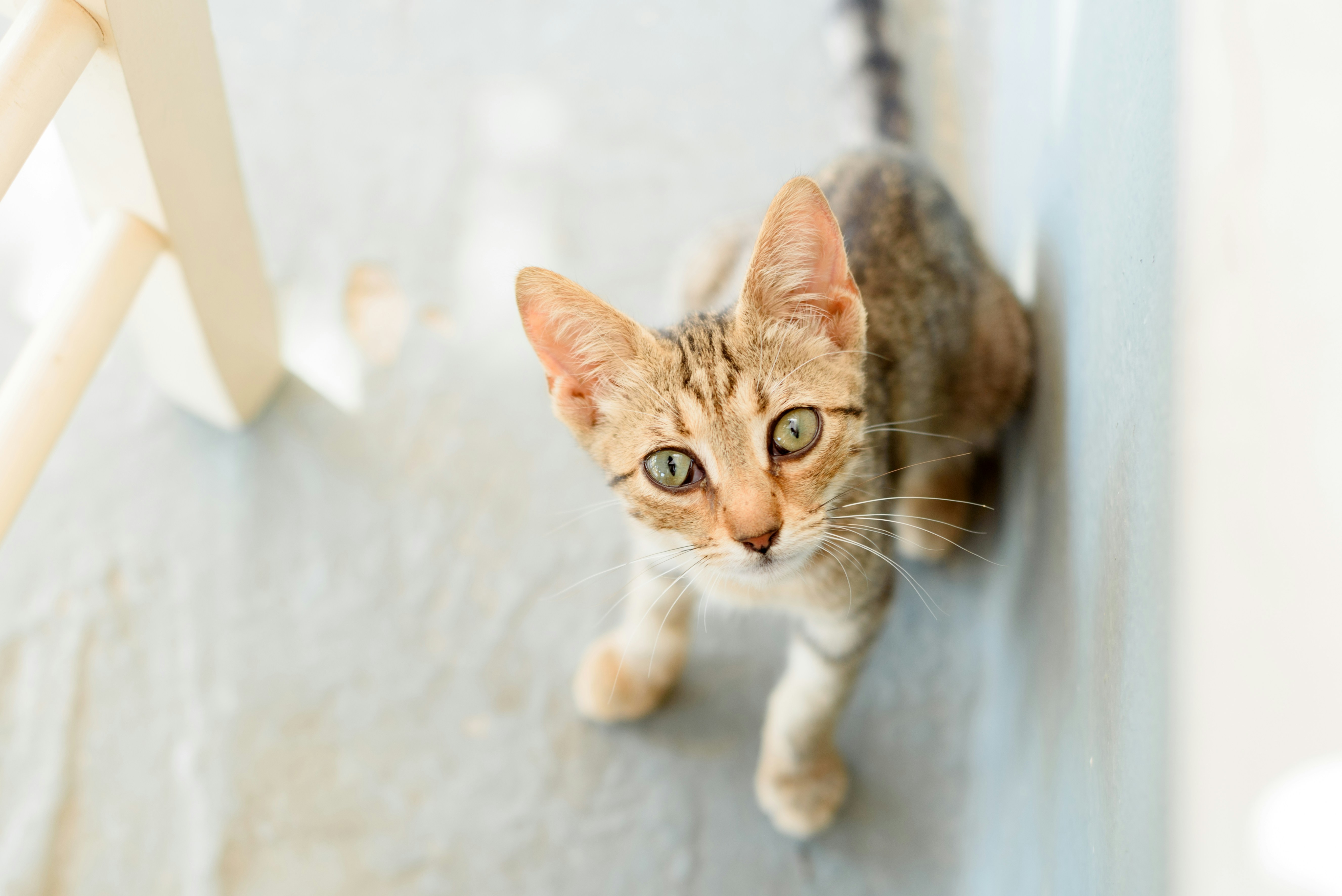 Photo by lauraadaiphoto