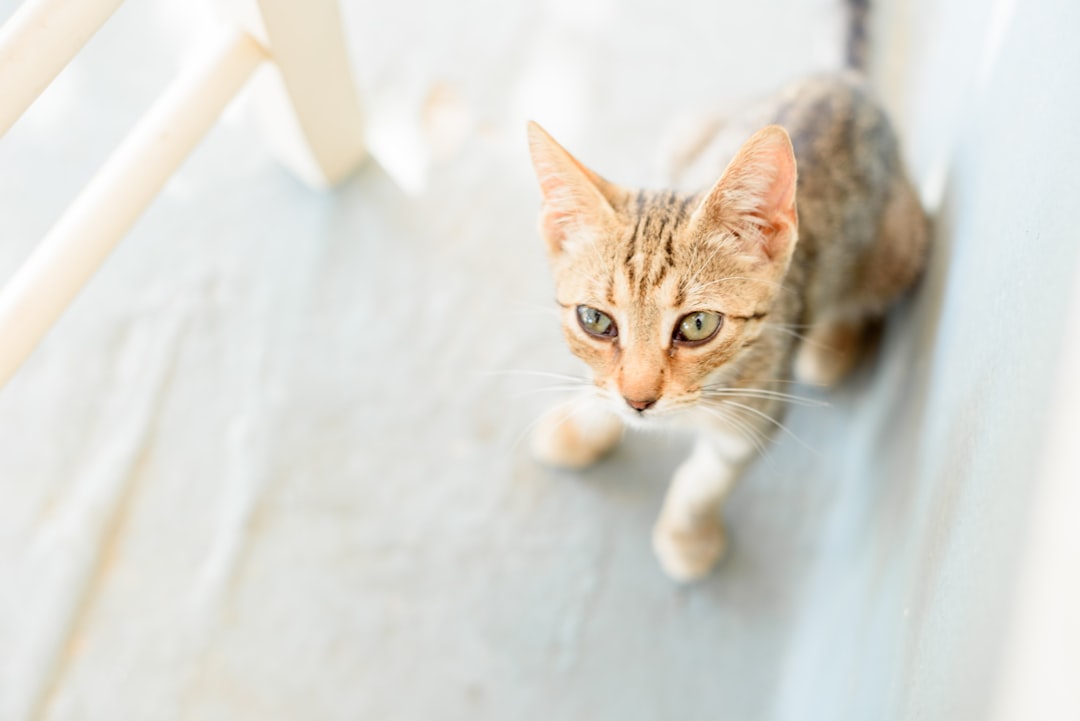 brown tabby cat on white textile