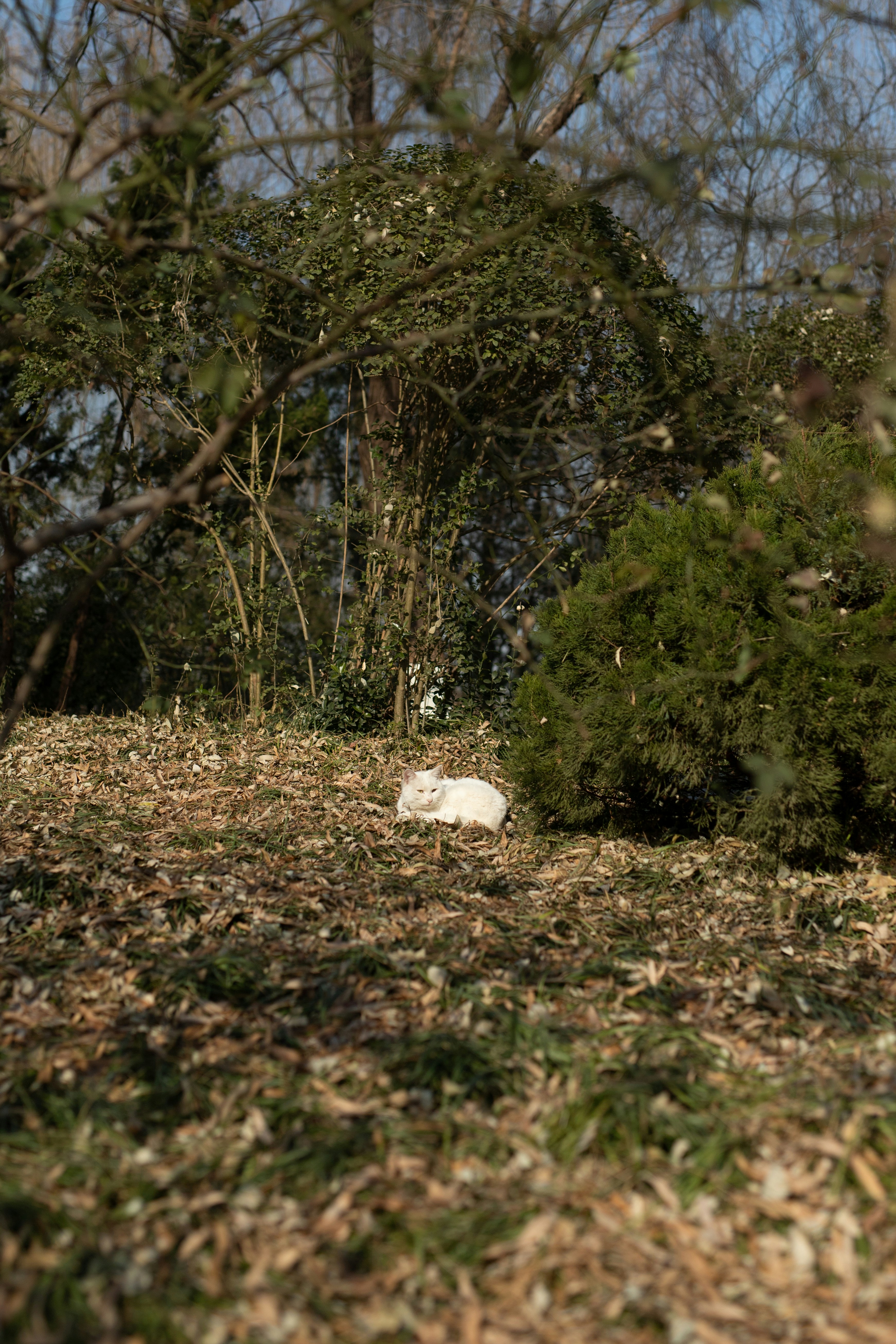 Dong Cheng (dongcheng) Unsplash Photo Community