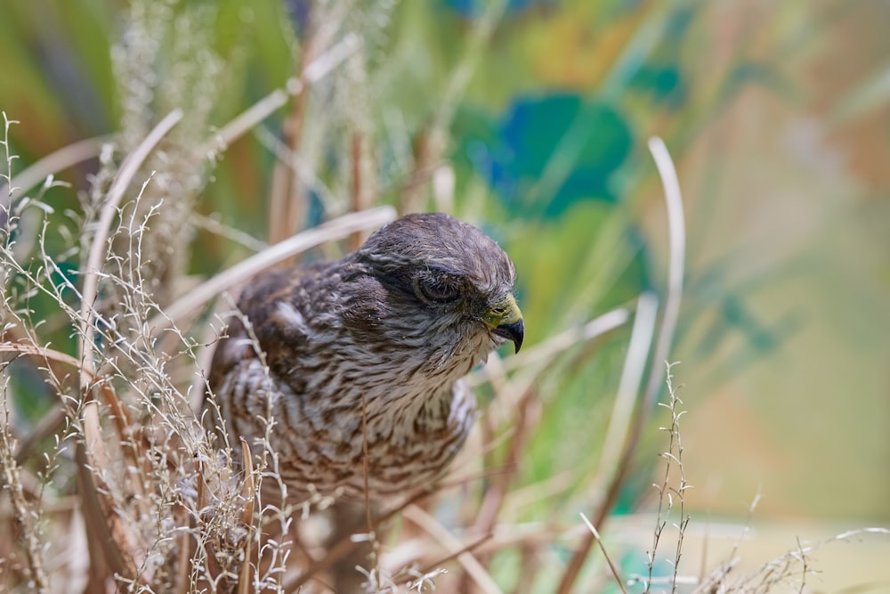 brown and white bird on brown grass during daytime