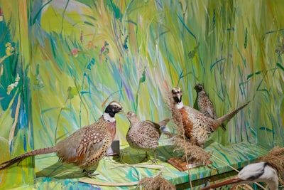 flock of birds on green grass during daytime