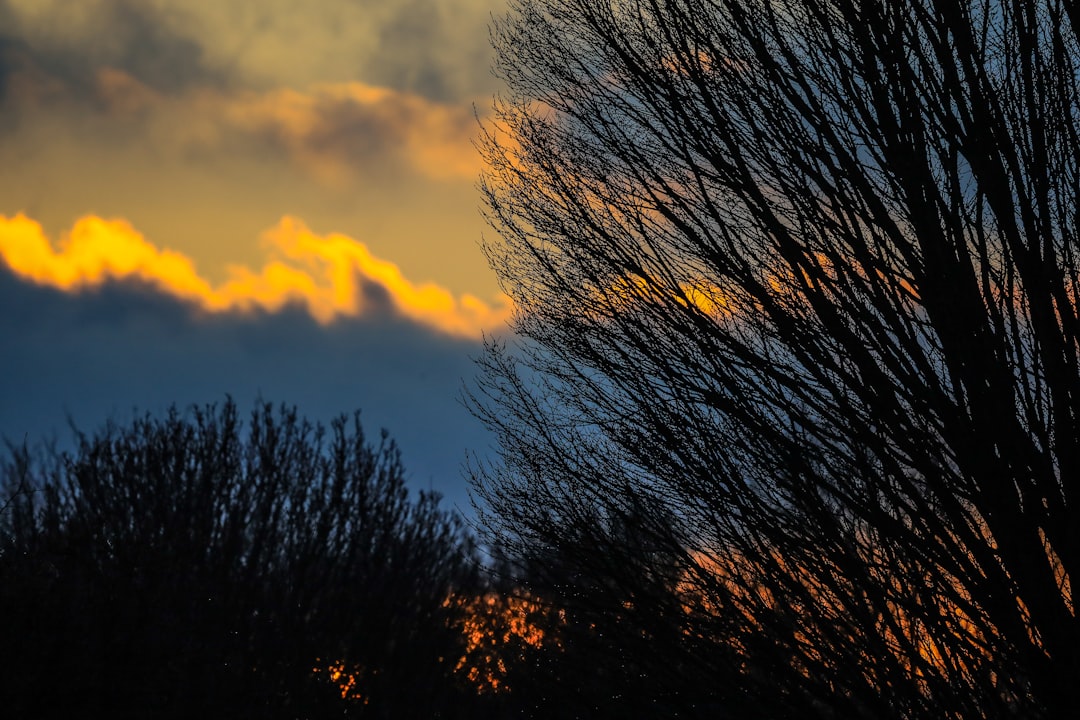 silhouette of trees under cloudy sky during sunset