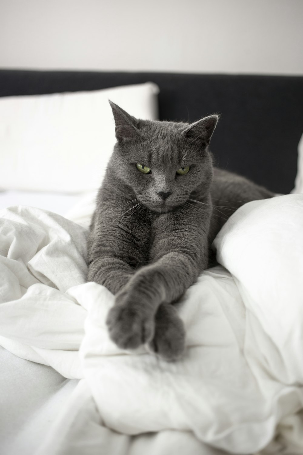 Gatto blu russo sdraiato su tessuto bianco