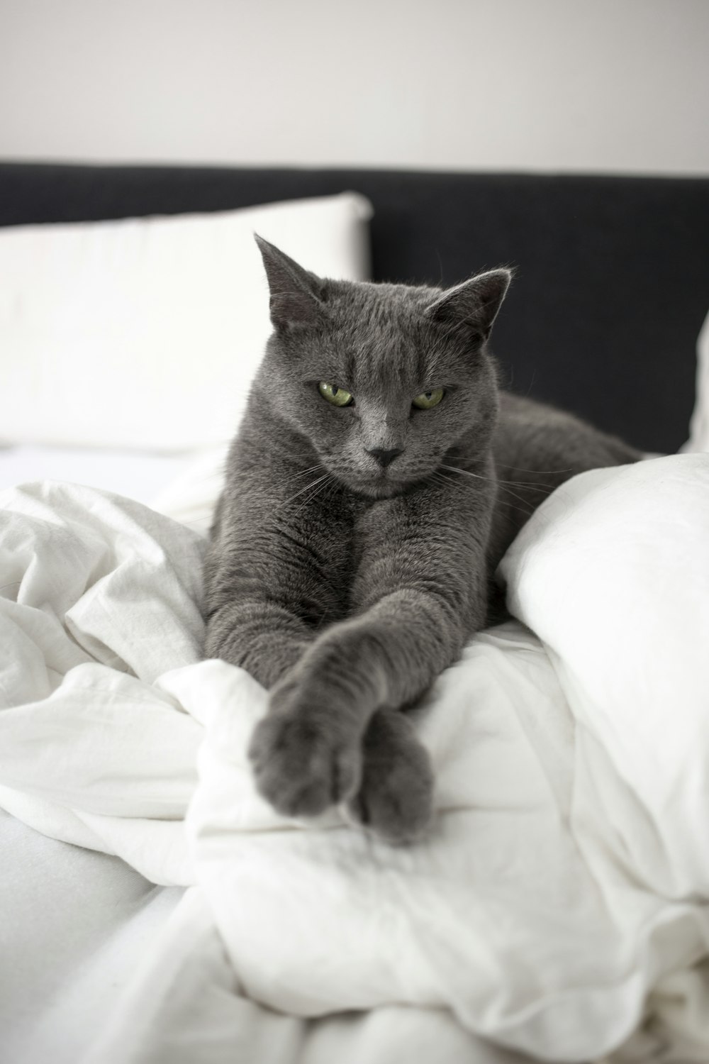 russian blue cat lying on white textile
