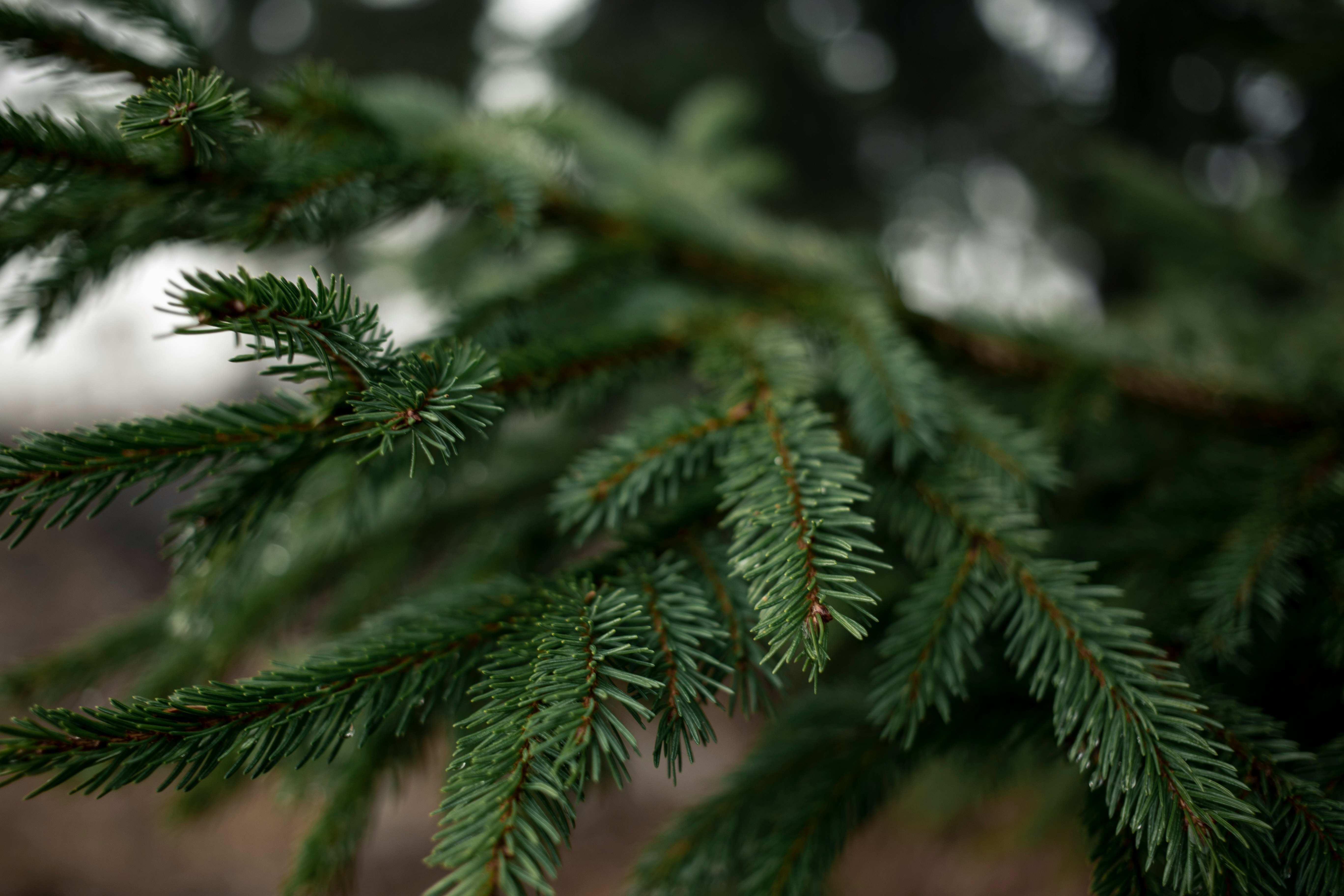 green pine tree with snow