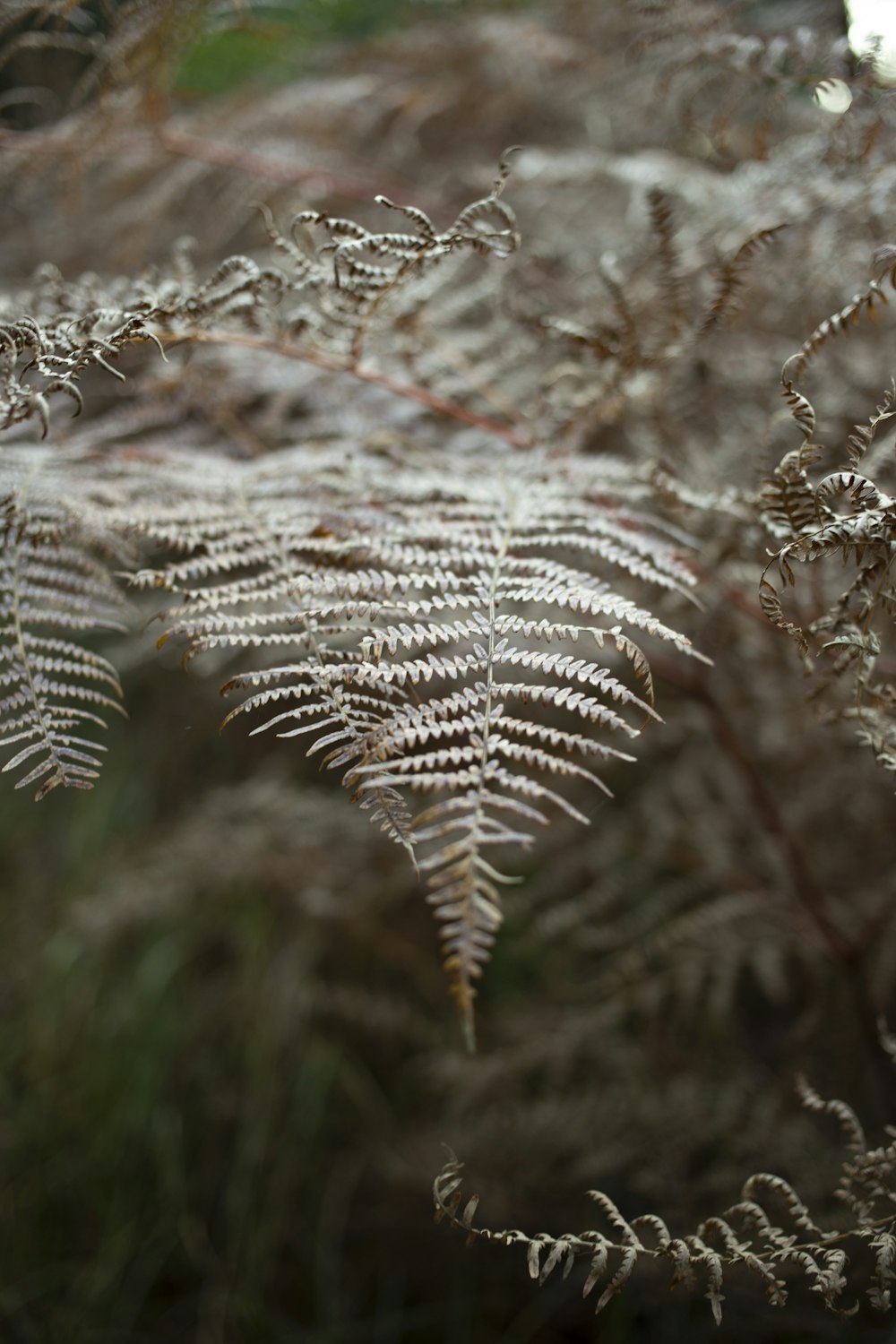 white and brown plant stem