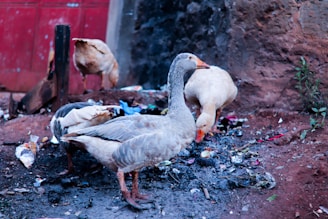 Several geese are foraging among scattered debris and refuse on the ground near a textured wall. The birds are standing in an area littered with various discarded items, including paper and plastics. A red metal surface and a small plant are visible in the background.