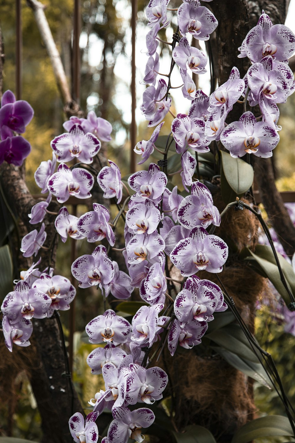 purple and white flowers in tilt shift lens