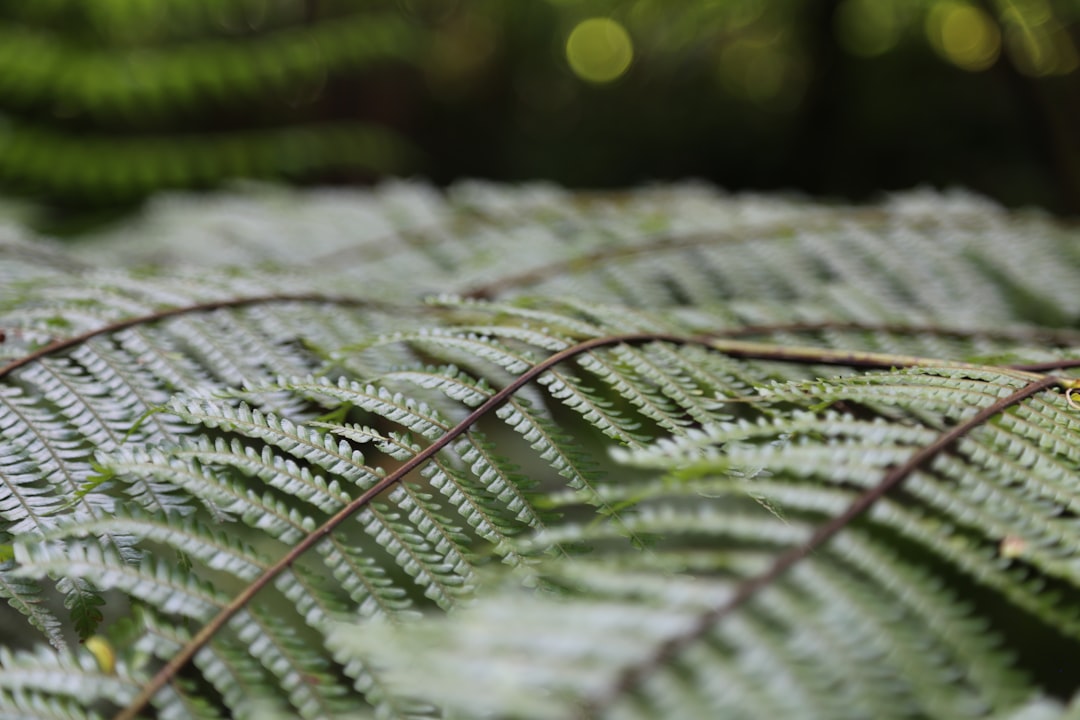 green leaf plant in close up photography