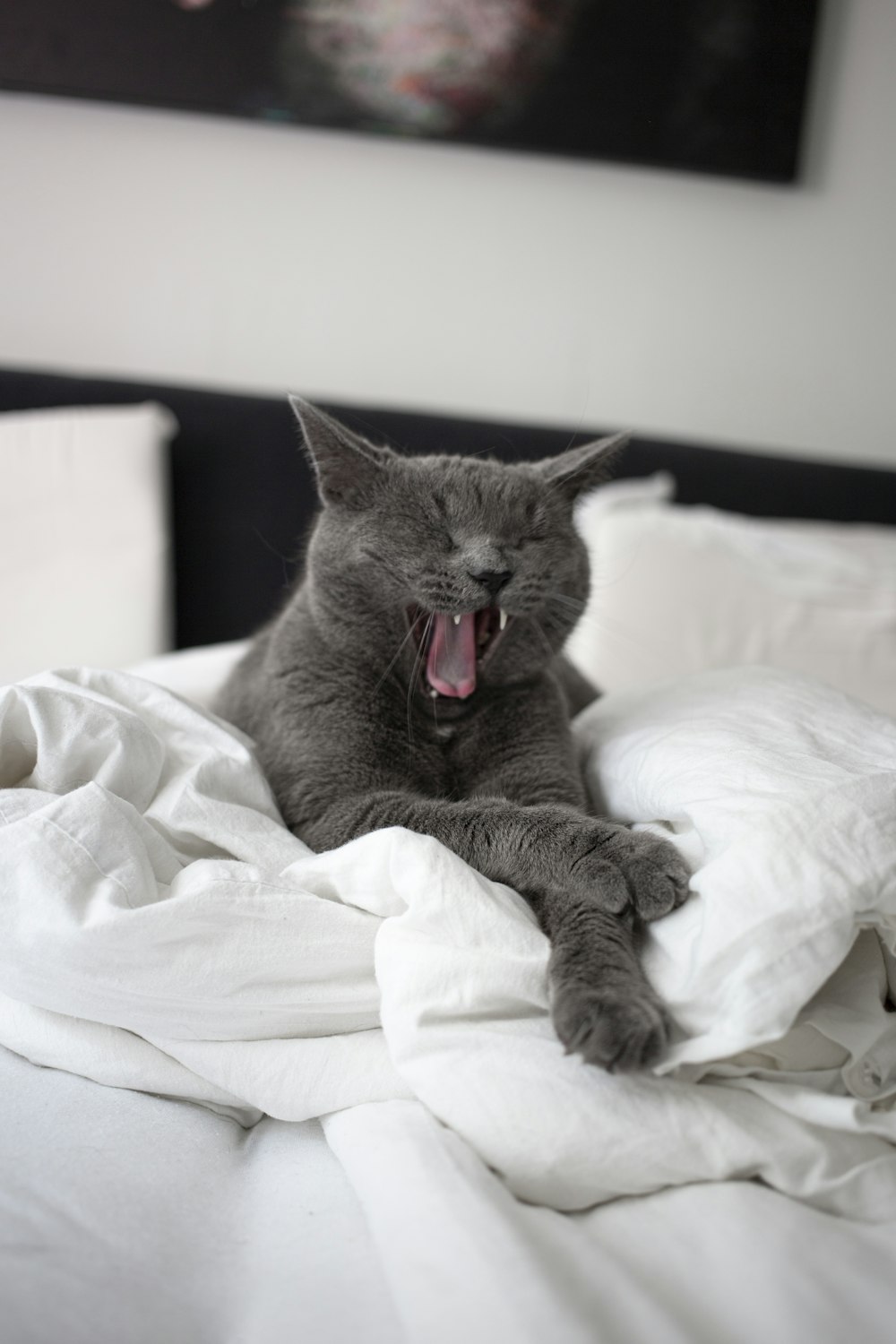 Gato azul ruso en cama blanca