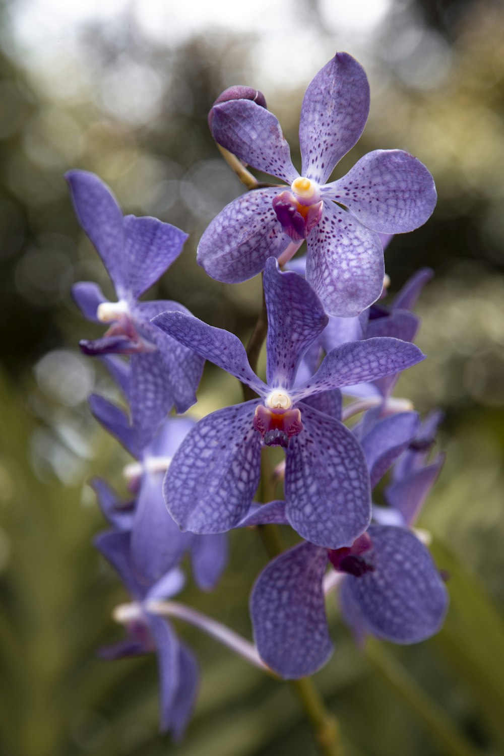 purple flower in macro shot