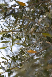 green and brown round fruits