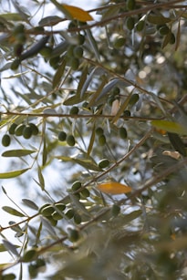 green and brown round fruits