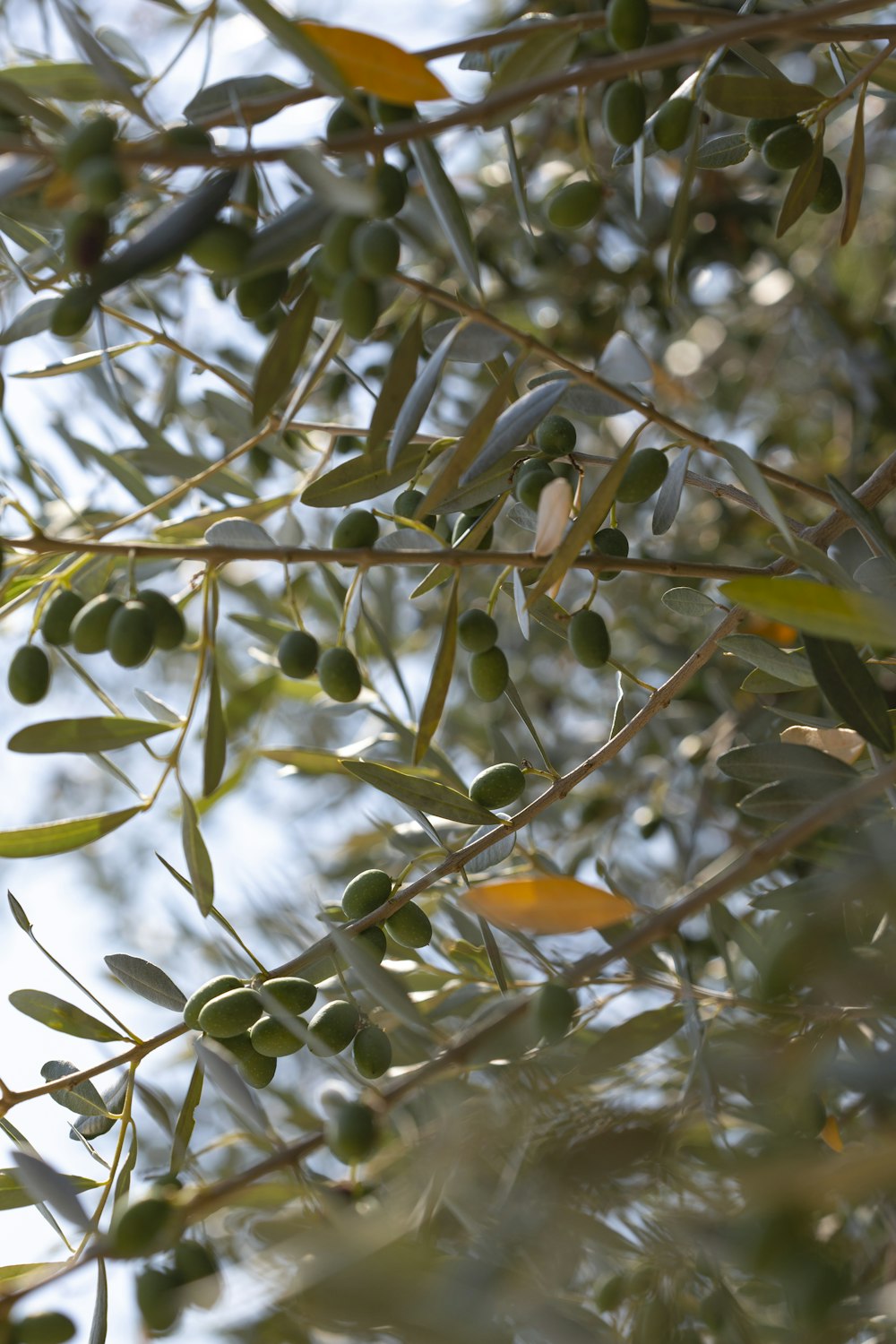 green and brown round fruits