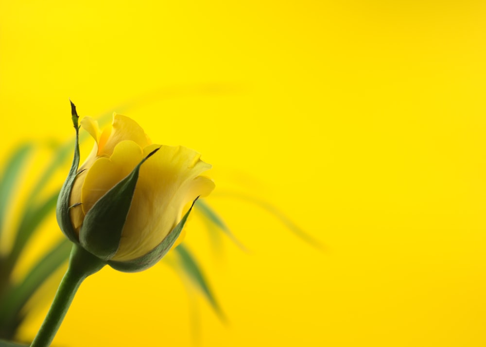 Flor amarilla en lente macro