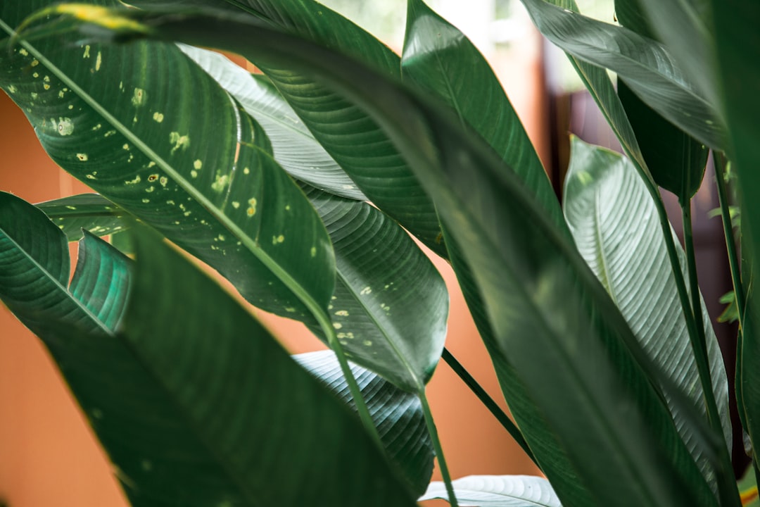 green leaf plant during daytime