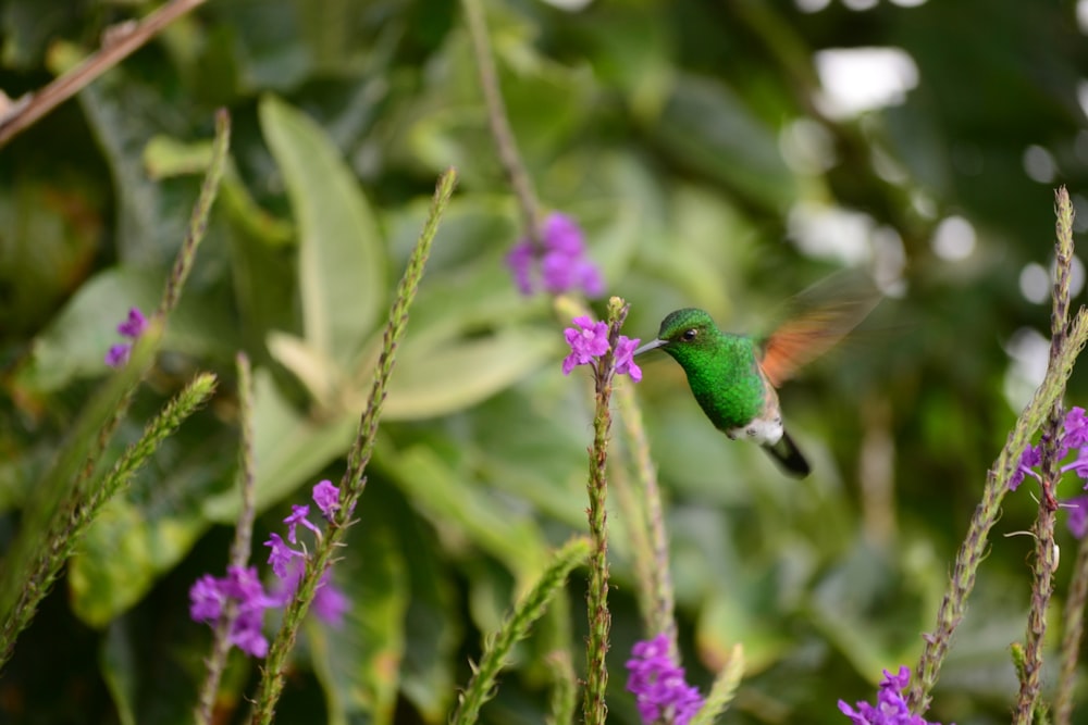 green and black humming bird on purple flower