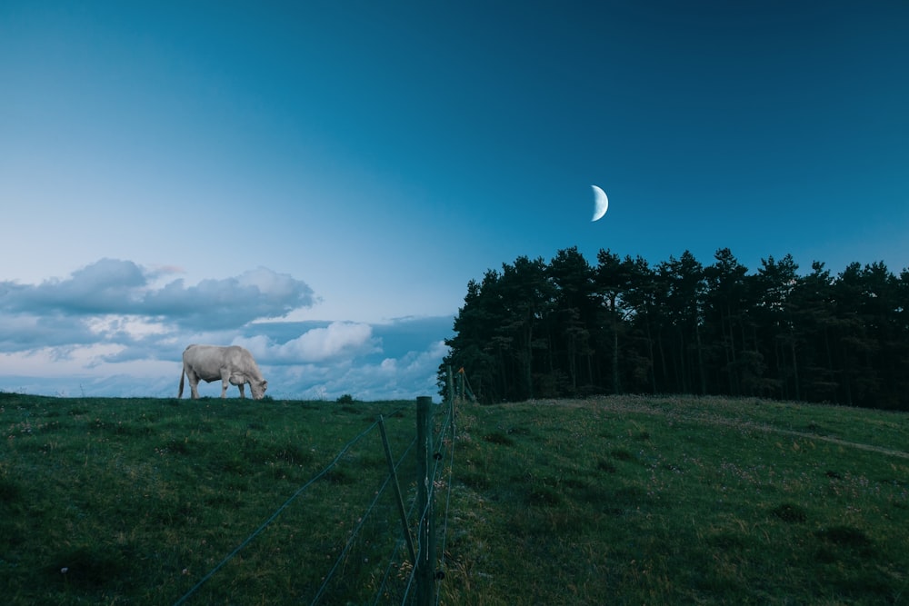 white horse on green grass field under blue sky during daytime