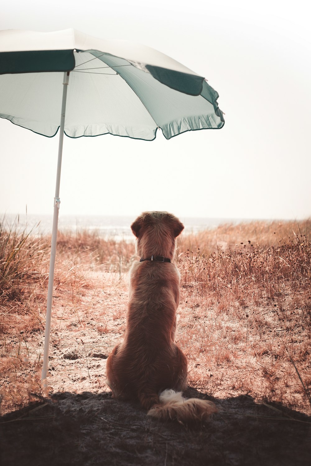 brown short coated dog under blue and white umbrella during daytime