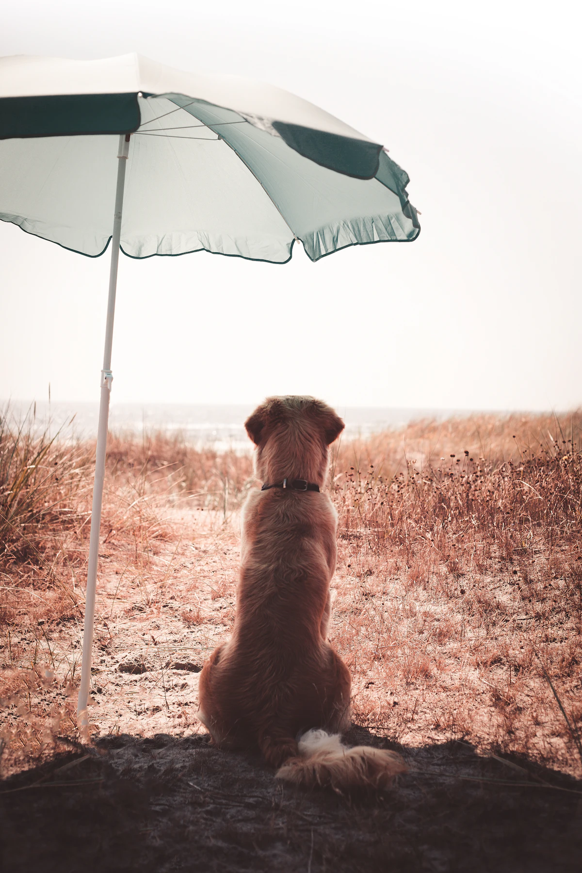 夏の日差しの中、パラソルの日陰で暑さをしのぐ犬（犬・猫の熱中症対策のイメージ）