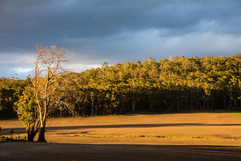 green trees under white clouds and blue sky during daytime