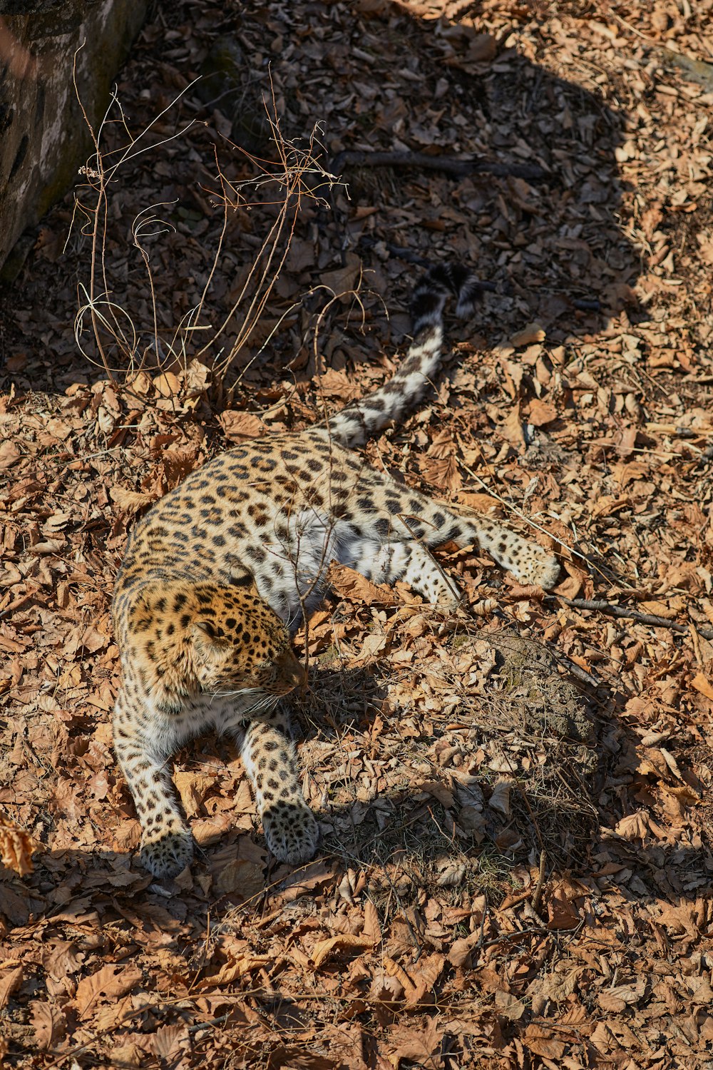 leopard on brown dried leaves