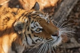A close-up of a tiger's face, highlighting its sharp eyes and distinctive black stripes on orange fur. The tiger is looking upward, and its long white whiskers are clearly visible. The background is a blurred natural setting with brown tones.
