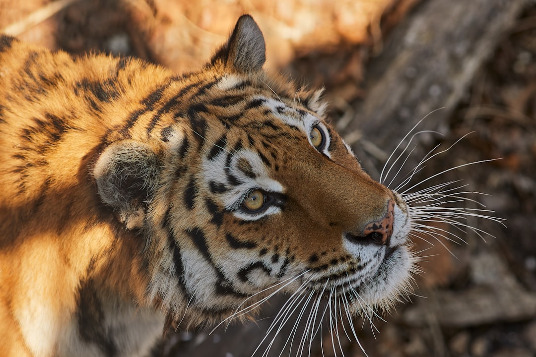 brown white and black tiger