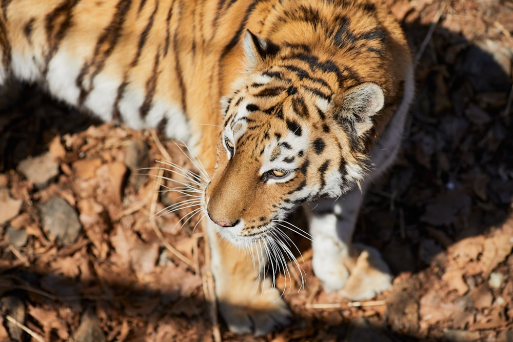 brown and white tiger on brown dried leaves