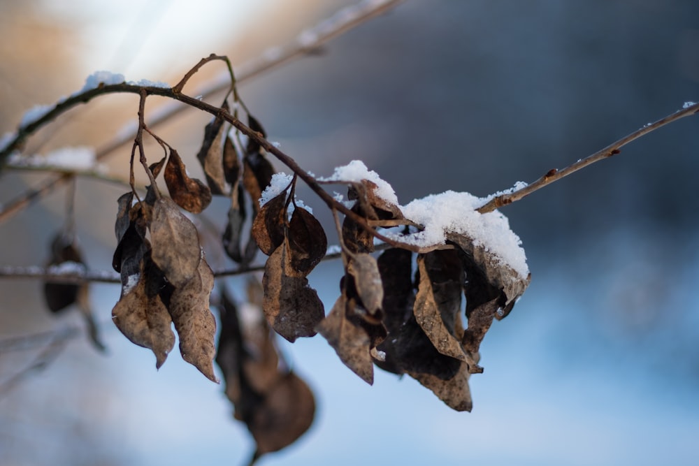 braune getrocknete Blätter mit Schnee bedeckt