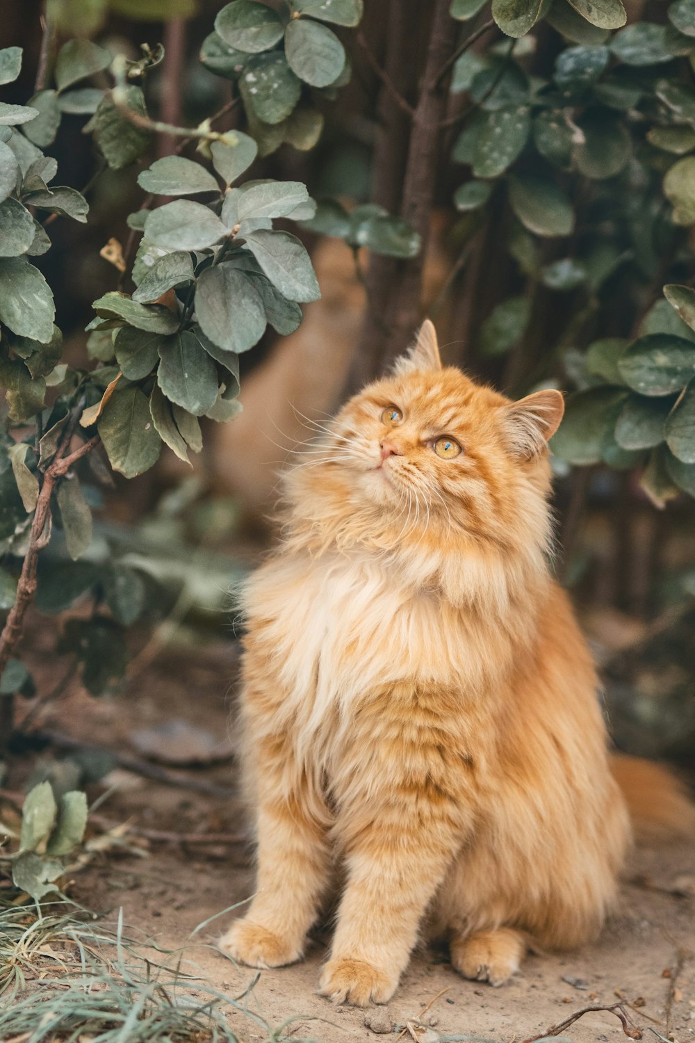 지상에 오렌지 얼룩 고양이